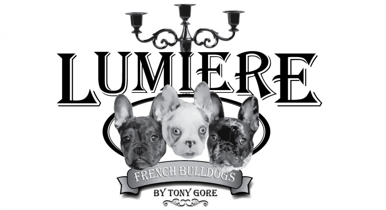 Lumiere-French-Bulldogs-homepage-slide showing the Lumiere logo with 3 of Tony's dogs